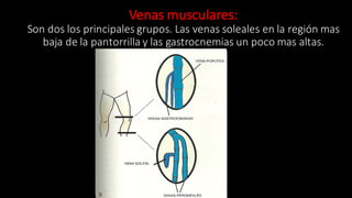 Venas	
  musculares:
Son	
  dos	
  los	
  principales	
  grupos.	
  Las	
  venas	
  soleales en	
  la	
  región	
  mas	
  
baja	
  de	
  la	
  pantorrilla	
  y	
  las	
  gastrocnemias un	
  poco	
  mas	
  altas.
 