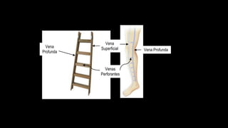 sistema profundo, el otro eje es el sistema superficial y los travesaños son las venas
perforantes. Así, los sistemas superficial y profundo discurren paralelamente.
Figura 3. Diagrama explicativo de cómo se distribuyen los sistemas venosos de la extremidad inferior.
Las venas perforantes comunican las venas superficiales con las profundas perforando la fascia,
mientras que las venas profundas van subfasciales y las venas superficiales en el mismo eje pero por
encima de la fascia y por fuera de los compartimentos fasciales de los músculos de la extremidad,
son pues, subdérmicas.
Vena
Profunda
Vena
Superficial
Venas
Perforantes
Vena Profunda
 