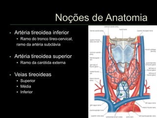  Artéria tireoidea inferior
 Ramo do tronco tireo-cervical,
ramo da artéria subclávia
 Artéria tireoidea superior
 Ramo da carótida externa
 Veias tireoideas
 Superior
 Média
 Inferior
 