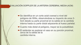 EVALUACIÓN DOPPLER DE LA ARTERIA CEREBRAL MEDIA (ACM)
Se identifica en un corte axial craneal a nivel del
polígono de Willis, observándose su trayecto de unos 2-
4cm desde su parte proximal en la salida en la carótida
interna hasta su parte distal adyacente al hueso parietal.
Cuanto más distal al polígono, mayor es la pulsatilidad.
El estándar es explorar el vaso en su porción proximal,
cerca de la salida de la
carótida interna.
 