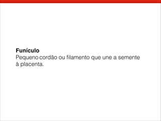 Funículo
Pequeno cordão ou ﬁlamento que une a semente
à placenta.
 