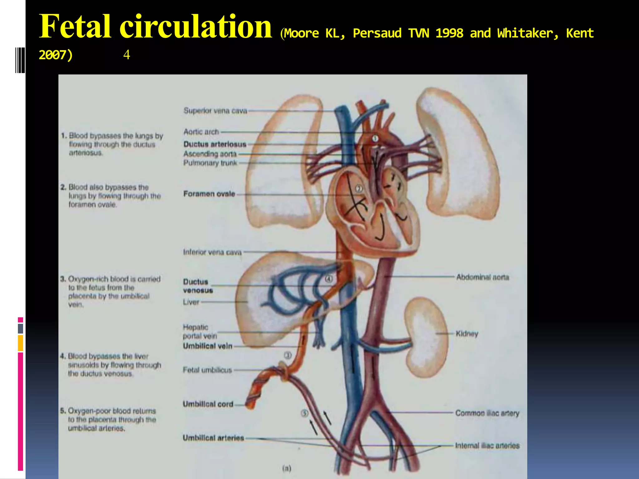 Fetal circulation (Moore KL, Persaud TVN 1998 and Whitaker, Kent
2007) 4
 