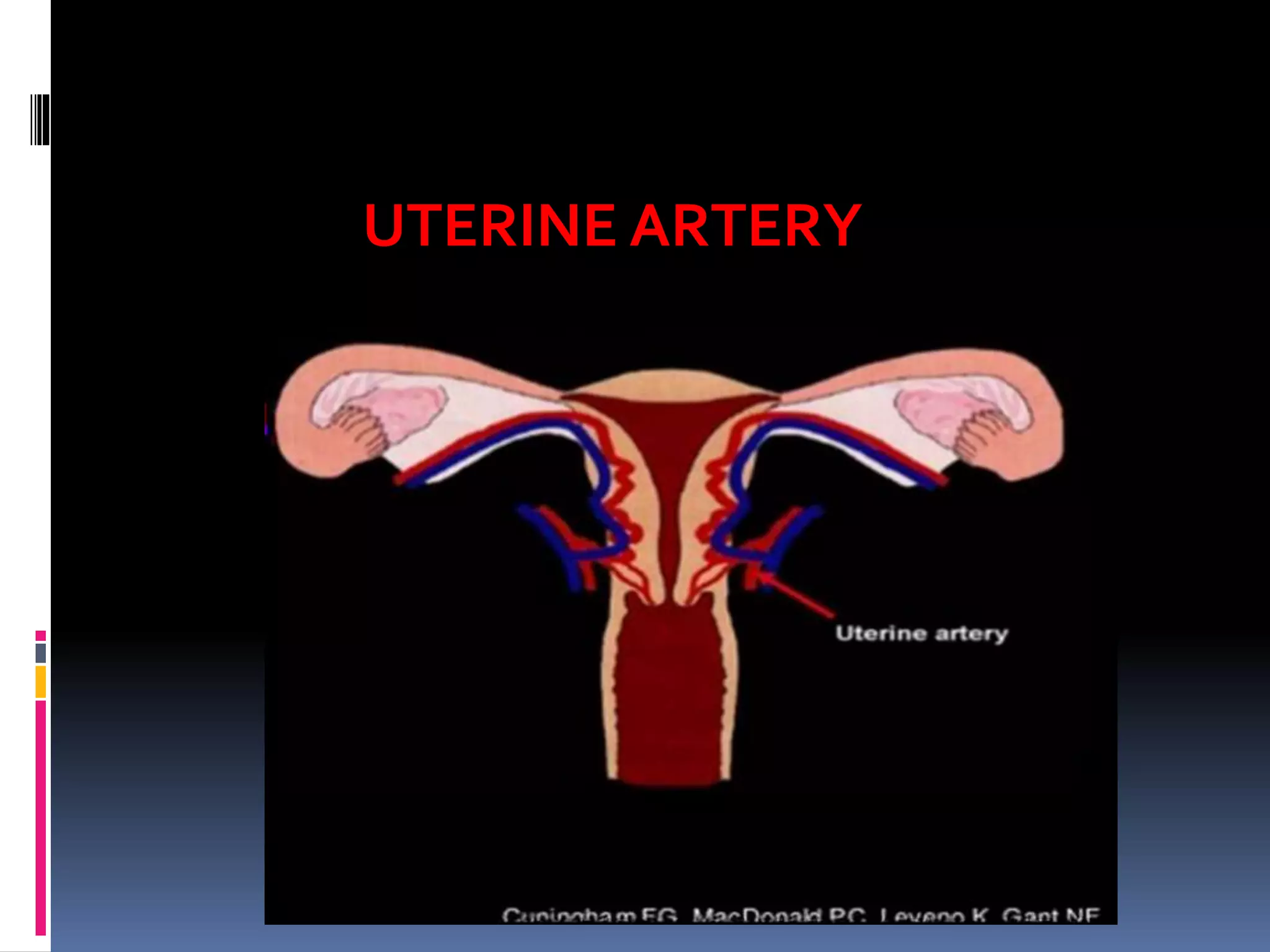 UTERINE ARTERY
 