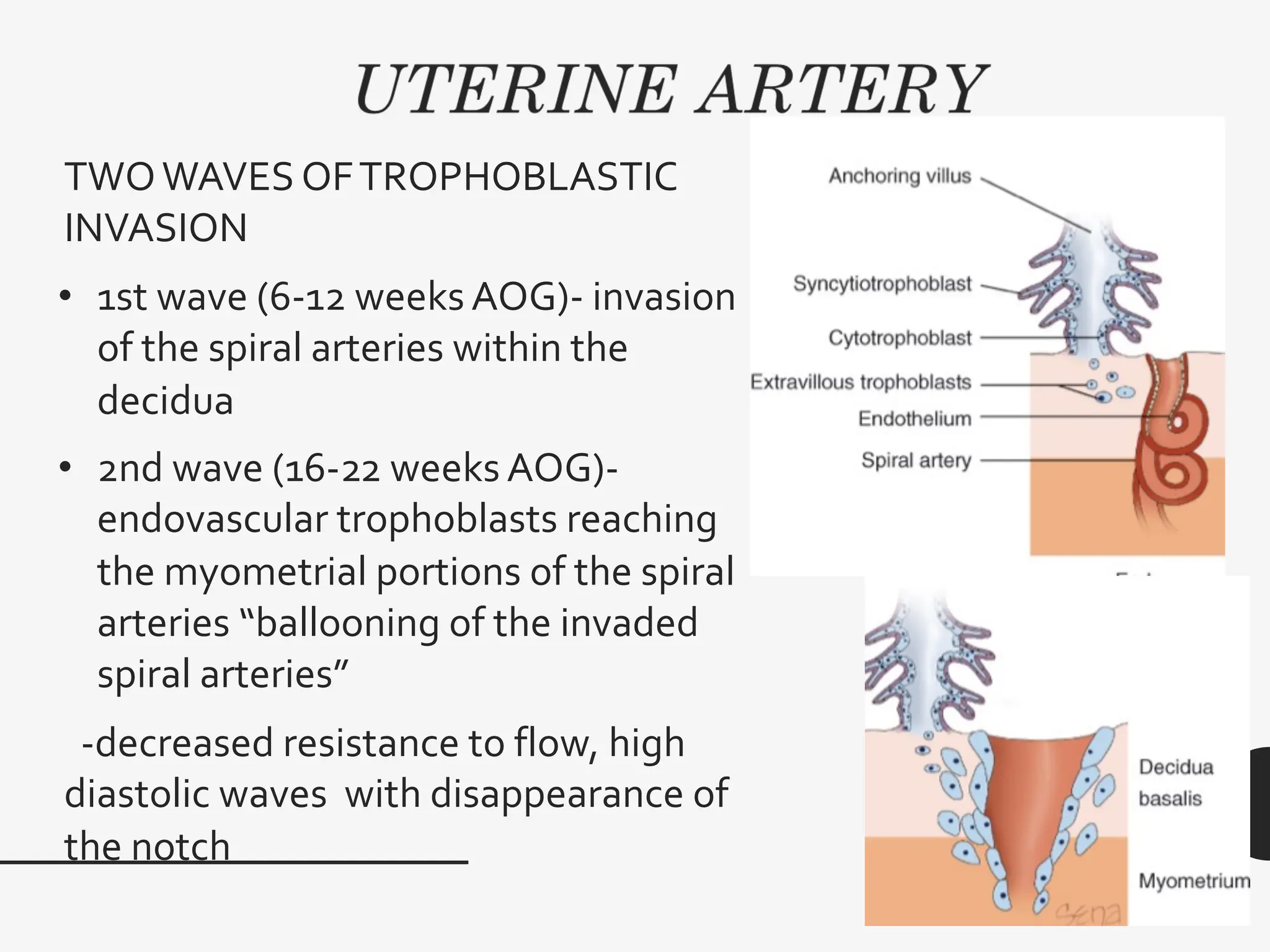 TWOWAVES OFTROPHOBLASTIC
INVASION
• 1st wave (6-12 weeks AOG)- invasion
of the spiral arteries within the
decidua
• 2nd wave (16-22 weeks AOG)-
endovascular trophoblasts reaching
the myometrial portions of the spiral
arteries “ballooning of the invaded
spiral arteries”
-decreased resistance to flow, high
diastolic waves with disappearance of
the notch
 