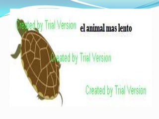 presentacion de edraw