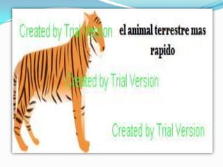 presentacion de edraw