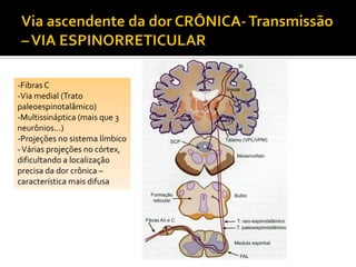 -Fibras C
-Via medial (Trato
paleoespinotalâmico)
-Multissináptica (mais que 3
neurônios...)
-Projeções no sistema límbico
-Várias projeções no córtex,
dificultando a localização
precisa da dor crônica –
característica mais difusa
 
