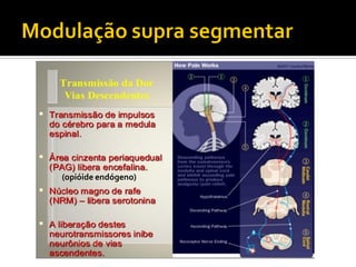 (opióide endógeno)
 