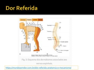 https://mundosemdor.com.br/dor-referida-anatomia-e-mecanismo/
 