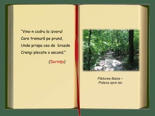 “Vino-n codru la izvorul
Care tremură pe prund,
Unde prispa cea de brazde
Crengi plecate o ascund.”
(Dorinţa)
Pădurea Baisa –
Poteca spre lac
 