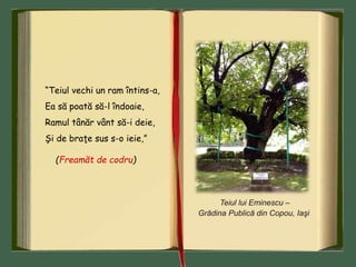 Teiul lui Eminescu –
Grădina Publică din Copou, Iaşi
“Teiul vechi un ram întins-a,
Ea să poată să-l îndoaie,
Ramul tânăr vânt să-i deie,
Şi de braţe sus s-o ieie,”
(Freamăt de codru)
 