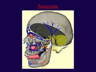 Anatomia   