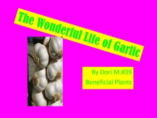 The Wonderful Life of Garlic By Dori M.#39 Beneficial Plants 