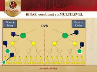 1 1 1 1 1 BINAR   c ombin at cu  MULTILEVEL Piciorul Stăng Piciorul Drept 