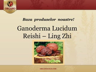 Ganoderma Lucidum Reishi – Ling Zhi Baza  produselor  noastre ! 