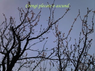 Crengi plecate o ascund. 