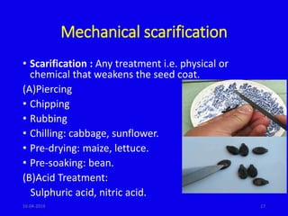 Mechanical scarification
• Scarification : Any treatment i.e. physical or
chemical that weakens the seed coat.
(A)Piercing
• Chipping
• Rubbing
• Chilling: cabbage, sunflower.
• Pre-drying: maize, lettuce.
• Pre-soaking: bean.
(B)Acid Treatment:
Sulphuric acid, nitric acid.
1716-04-2019
 