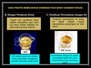 CARA PRAKTIS MEMECAHKAN DORMANSI PADA BENIH TANAMAN PANGAN


B. Dengan Perlakuan Kimia           C. Perlakuan Perendaman dengan Air

    Tujuan dari perlakuan kimia          Perlakuan perendaman di dalam
    adalah menjadikan agar kulit         air    panas   dengan   tujuan
    biji lebih mudah dimasuki air        memudahkan penyerapan air oleh
    pada waktu proses imbibisi.          benih.




     HCl adalah salah satu bahan       Perendaman dengan air panas 
     kimia yang dapat mengatasi          merupakan salah satu cara
     masalah dormansi pada benih        memecahkan masa dormansi
                                                  benih
 