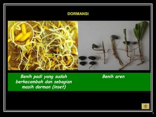 DORMANSI




  Benih padi yang sudah          Benih aren
berkecambah dan sebagian
   masih dorman (inset)
 