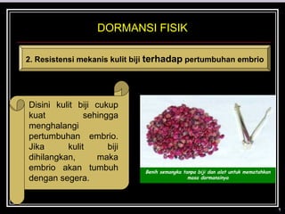 DORMANSI FISIK

2. Resistensi mekanis kulit biji terhadap pertumbuhan embrio




Disini kulit biji cukup
kuat           sehingga
menghalangi
pertumbuhan embrio.
Jika      kulit      biji
dihilangkan,      maka
embrio akan tumbuh            Benih semangka tanpa biji dan alat untuk mematahkan
dengan segera.                                 masa dormansinya
 