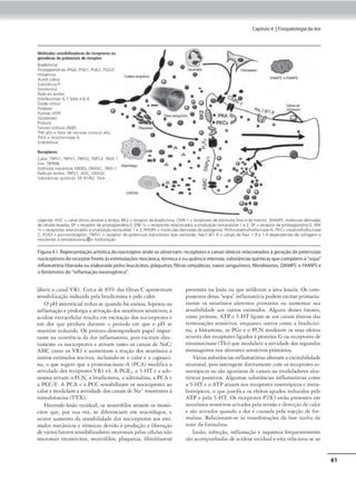 Molkul,.5, $tn5,ibiliudom de te«pto,e5 ou
ge,adorM de potenciais de rKtptor
Sr~
Pn>st,g~nd,no, fPGl2, PGE l, PGE2, PG021
HISlamina
Actbl-c:ol1na
~nciaP
Se-rOIO!'llf'ld
RadlCai, ktdos
tntf!rleUONS ll.·1 beta e ll ·6
ôxdoMtlCO
Pot.lSSlO
Punnas(ATPI
Glutamato
Prótons
Fatores tróficos {NGF)
TNf-alfa • 1..ttOfde necrose rumoril #la,
TrKA = l•OSlnocin.»e A
Endot~tl"I.M
Recepto,.s
Calo< TRPl/1, TRPVI, TRPV2, TRPl/3, TREK,1
Fno TRPM8
Estfflulosme<koCoS. '-"'EG.OAASIC, TRtK-1
Rad1Ca1, ktdos TitPVI, ASIC, DAASK
Subs~nckls quim1C.as EP, 8li92. TrtA
Capítulo4 1fislopatologladador
........-
l'9'fl~ ASK • u~IÕnl(O ~ a woos,BKl• rec:E'ptoc ~ bradic.,1~.CMR-1• receptores de6tJrn,,.llos fnosE' dtmentol, OAMPS ~ s derN~S
~ âlul.ls ~d.is. EP- rK@plOf dê p,osld<)lantina E. ERK YJ • rK@
ptOl'M,,racionados,) sina1~ f!xtrac:@lular 1 ê 2, Ef• rK@plOf dê p,owgbindina E. E.RK
Yi • fK.@ptores relaciONdos i sinahzaçlo @xtracf'lilair 1 e 2. PAMPs • molkuias d8tvad.nM P,IÕC)I!~ PKAaae,íUlf'IOfos1oonase--A, PKC• O'Htinofostoonaw
C; P2XJ • punnorreceptor: TRPVI • receptor de potenoa,s tfinSltónos l!JJO vambde. Navl 8/1 9 • Cinais óe Na+ 1 9 e 1 9 dependentes de voftqm e
resis.tentl'$. letrodotoxina,f>• fosf~
Figura4.1
.Represen1açãoanlsticadonoc.iceptoronde seobservam:receptorese canais ~nicosrelacionadosà gerac;.ãode potenciais
nodceptivosdoreceplorhenteàsestimulaçõesmedmca, térmica eouquímkaintensas;substânciasquímkasquecompõema•.sopa•
Inflamatória liberadaouelaboradapelosleucócitos,plaquetas,fibras slmpAticas,vasossanguíneos, fibroblastos, OAMPS e PAMPSe
o fenômeno de •inflamação neurogêmcalt.
lib<m o canal VRI. Cerca Je 8)% das fibra, C apresenr,m
scnsíbilizaçâo induz.ida pela bradicinina e pelo calor.
O pi I intersticial rcduz.-se quando há anóxia, lup6xia ou
inflamaçãoe prolonga a ativaçãodos neurôniosscnsirivos~ a
acidosc extracelular resulta em excít~ç,lo llos nocicep10re-s e
cm dor que perdura Jurante o período em que o pH se
mtmtérn reduzido. Os próton~ desempcnhum papel impor-
rnmc na ocorrenciia da dor mílamat6ria, pois excirn.m dire-
,amcnte os nocicept0res e mivam tamo os canais de NaC/
JSIC como os VRl e aumentam a re-.aâo dos neurônios a
outros estímulos nocivos, incluindo-se o calor e a capsaici-
na, o que sugere que a proceinacinasc..A (PCA) modifica a
utl·1dadc dos recepto«-. VRl s4. A PGE,, a )-HT e• adc-
nosma auvam o FCN, a brad1cinina, a adrcnalma, a PCA e
a PCC-Y. A PCA e a PCC scnsibilm,m os ooriccpcorcs ao
calor e modulam a atividade dos canais de Na• rcs,srcntcs à
mrodotoxina ('rfX).
Havendo k-sào tecidu::d, os ncucr6filos au-aern o.s monó-
ciu» que, por sua vez, se difcrençiam cm macrófugos, e
ocorre aumento da sensibilidade dos nociccptorcs aos estí-
mulos mecânicos e térmicos devido à produção e libenaç~o
de vários fatores sensibilizadores ncuron.ai.s pelas célula.s não
n<.-uronais (masc6':itos, neutrófilos, plaque1as, fibrobla.stos)
presl-nt~.s na lcsào ou que infiltram a área lesada. Os com-
ponemcsdessa "sopa" inílam:uóriapodem excitar primaria-
mcme os nt'UrôntOS afcremes primários ou aumentar sua
sensibtlidade aos outros estímulos. Jlguns desses fatores,
como pr61ons, ATP e ~·HT ligam-se aos canais iônicos das
terminações sensitiv,ls, enquanco outro) tnmo a brJdicini-
na, a hisrnmina, a.s PGs e o FCN mt.-dtiam os st.·us cfonos
.urovt's dos rt.-ctpcorcs li.gados à proteína G ou rrteptor<.-s de
cirosinoc..inase (Tkr) que modulam a aciviclack-dosscgunclos
mensageiros nos aícrentes scns1c1vos primários.
Várias sub5'ânc1as inílnm11c6r1
as alteram a exCltabilidade
neuronal, pois 1nccragtm d1rcCJmcncc com os rccrpcorcs K>-
no,róp1cos ou são agon,sras de camus ou moduladores aios•
téncos positivos. Algumas substânoas inflamatórias como
a 5-HT e o ATP atuam nos receptores ion°'róp1cos e mero•
botr6pkos, o que Justifica os efeitos agudos induzidos pdo
/TI' e pela )-1IT. Os recepcore, P2X3 esriio presc:mcs cm
neurônK>S sensitivos ativados pela tensãoe dcrccçãodecalor
e slo at1',1dos quando a dor é causada pela injeção de for-
malina. Relacionam-se às maniícsraôc:s da ía.sc cari..lia do
teste d.a formi.1li11a.
Lesão, infcc(ãO, inílamaçüo C' isqutmi.a frequentcmtflte
slo alomp.a.nha<la.s de aciJose teciJua.l e esta rdaciona-SC'ao
61
 