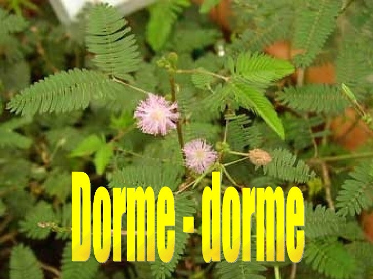 Dorme Dorme Dorme Dorme