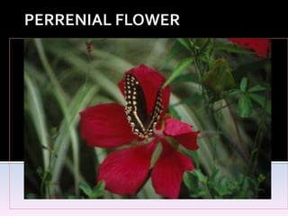 PERRENIAL FLOWER 