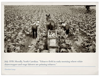 July 1939. Shoofly, North Carolina. "Tobacco field in early morning where white
sharecropper and wage laborer are priming tobacco."

Dorothea Lange
 