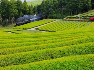長野県・諏訪
出身
私は静岡のお隣、長野県は諏訪の出身です。
 
