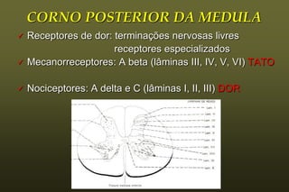 CORNO POSTERIOR DA MEDULA
   Receptores de dor: terminações nervosas livres
                       receptores especializados
   Mecanorreceptores: A beta (lâminas III, IV, V, VI) TATO

   Nociceptores: A delta e C (lâminas I, II, III) DOR
 