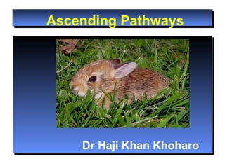 Ascending Pathways Dr Haji Khan Khoharo 
