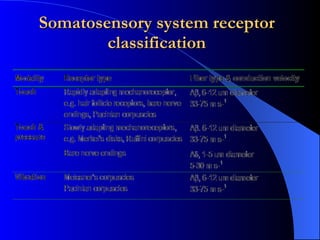 Somatosensory system receptor classification 