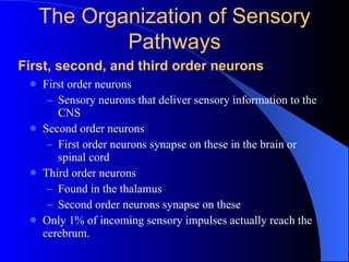 First order neurons Sensory neurons that deliver sensory information to the CNS Second order neurons First order neurons synapse on these in the brain or spinal cord Third order neurons Found in the thalamus Second order neurons synapse on these Only 1% of incoming sensory impulses actually reach the cerebrum. First, second, and third order neurons The Organization of Sensory Pathways 