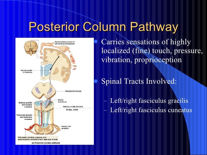 Dorsal column pathway
