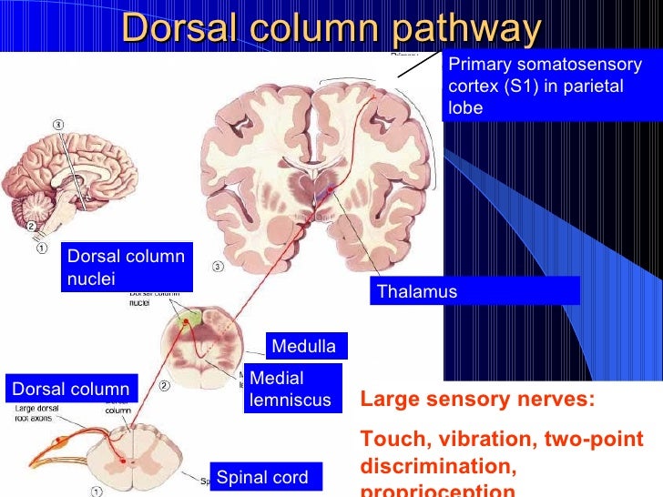Dorsal column pathway
