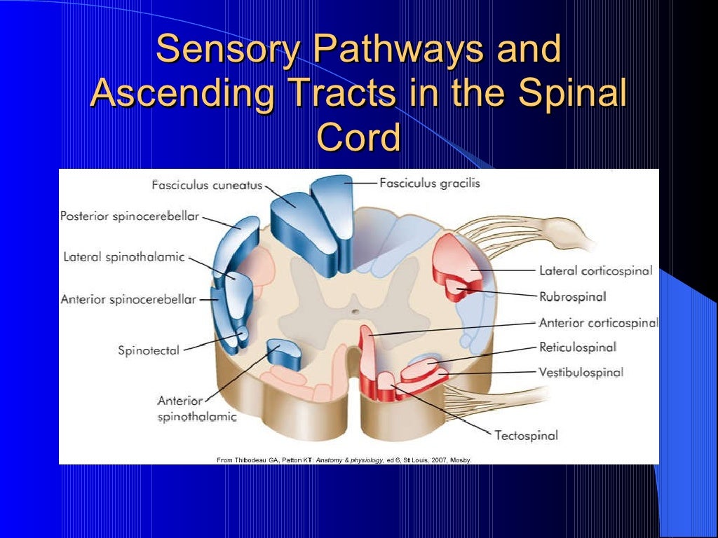 Dorsal column pathway