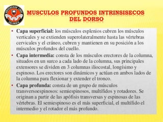 MUSCULOS PROFUNDOS INTRINSISECOS
DEL DORSO
 