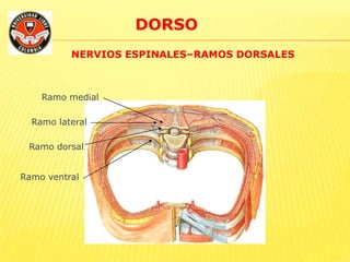 DORSO
NERVIOS ESPINALES–RAMOS DORSALES
Ramo medial
Ramo lateral
Ramo dorsal
Ramo ventral
 