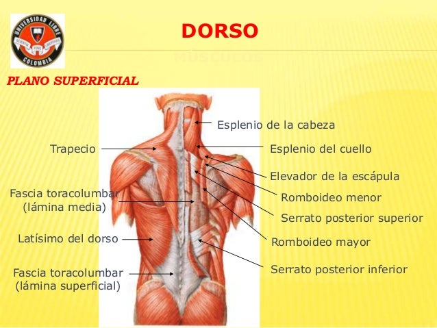 Dorso1