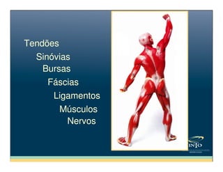 TendõesTendões
SinóviasSinóvias
BursasBursas
FásciasFáscias
NervosNervos
FásciasFáscias
LigamentosLigamentos
MúsculosMúsculos
 