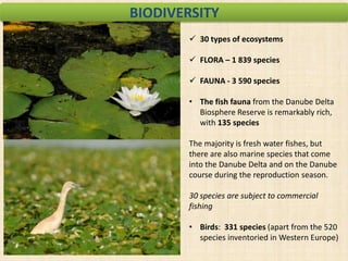 BIODIVERSITY
 30 types of ecosystems
 FLORA – 1 839 species
 FAUNA - 3 590 species
• The fish fauna from the Danube Delta
Biosphere Reserve is remarkably rich,
with 135 species
The majority is fresh water fishes, but
there are also marine species that come
into the Danube Delta and on the Danube
course during the reproduction season.
30 species are subject to commercial
fishing
• Birds: 331 species (apart from the 520
species inventoried in Western Europe)

 