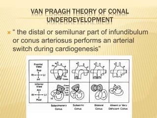 VAN PRAAGH THEORY OF CONAL
UNDERDEVELOPMENT
 “ the distal or semilunar part of infundibulum
or conus arteriosus performs an arterial
switch during cardiogenesis”
 