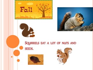 SQUIRRELS EAT A LOT OF NUTS AND
SEEDS.
 