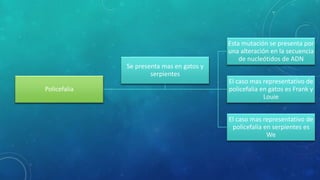 Policefalia 
Esta mutación se presenta por 
una alteración en la secuencia 
de nucleótidos de ADN 
El caso mas representativo de 
policefalia en gatos es Frank y 
Louie 
El caso mas representativo de 
policefalia en serpientes es 
We 
Se presenta mas en gatos y 
serpientes 
