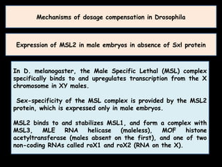 Dosage Compensation in Drosophila, Human and C.elegans | PPTX