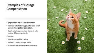 Cat Comp Example Dosage Compensation in Mammals: Mechanisms and Clinical Implications of ...