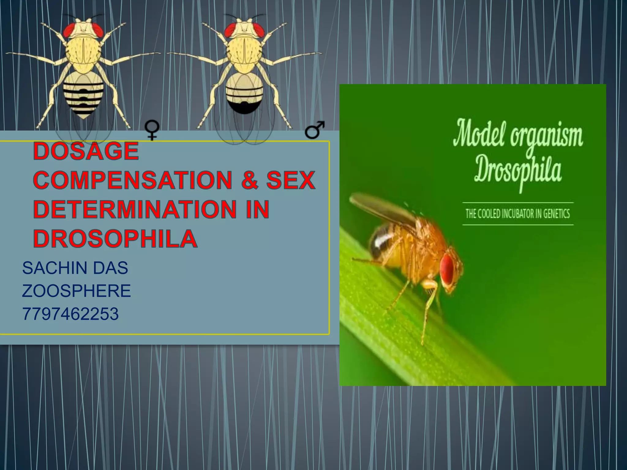 Dosage compensation ∧ sex determination in drosophila | PPTX