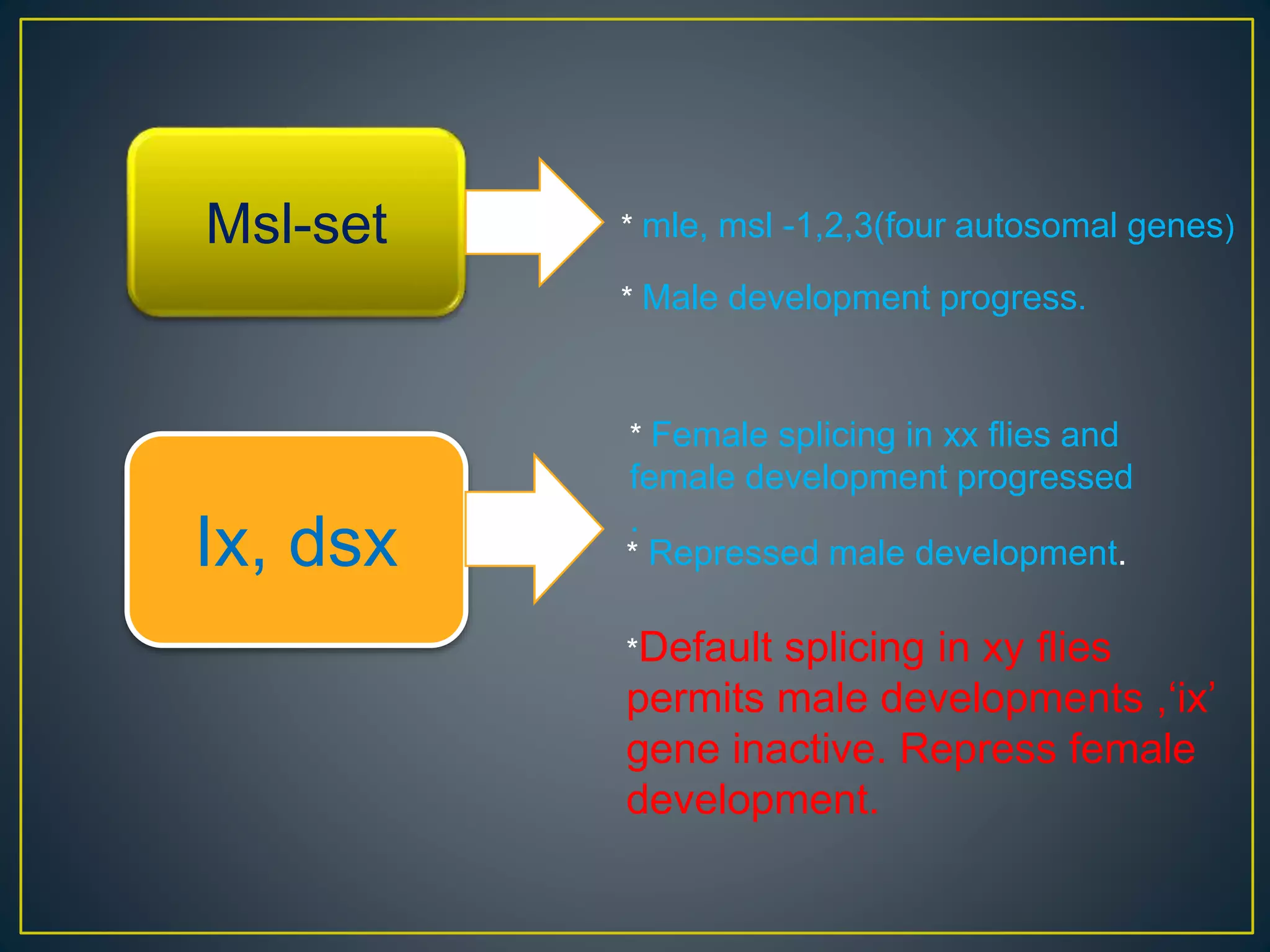 Dosage compensation ∧ sex determination in drosophila | PPTX