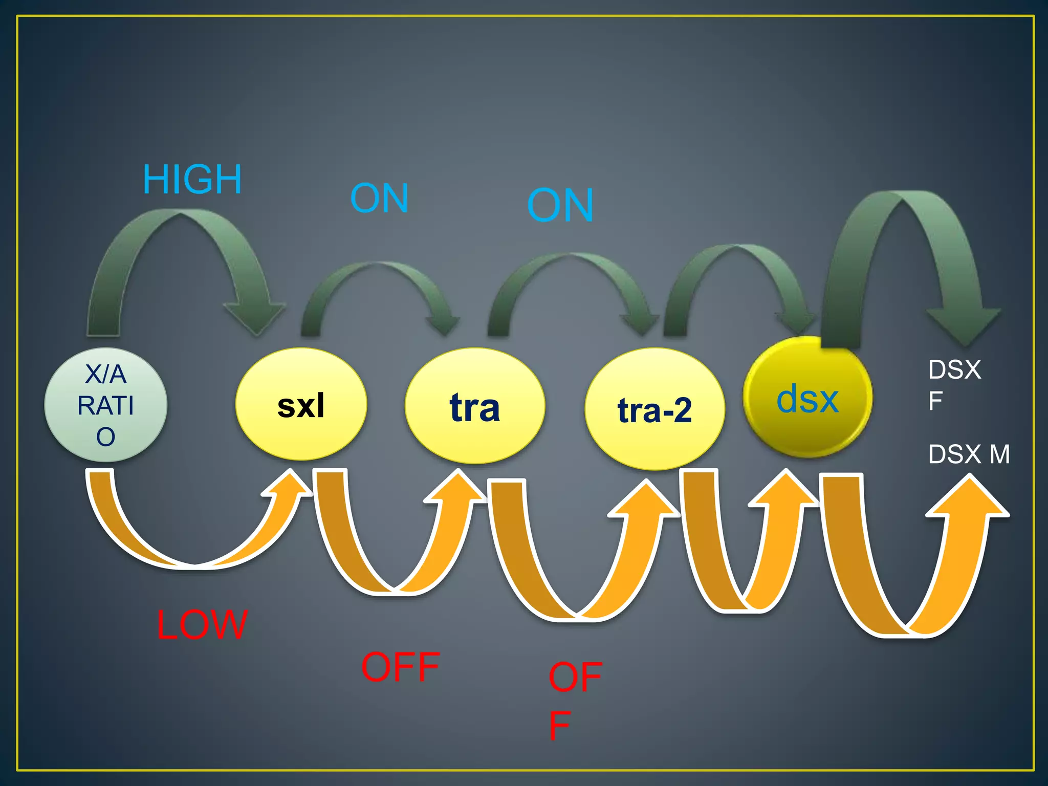 Dosage compensation ∧ sex determination in drosophila | PPTX