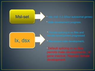 Dosage compensation ∧ sex determination in drosophila | PPTX